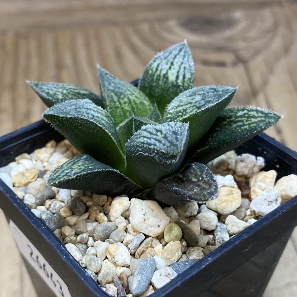 DP26643 Haworthia - Imagen 2