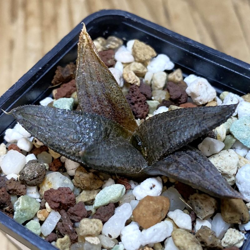 DP26644 Haworthia