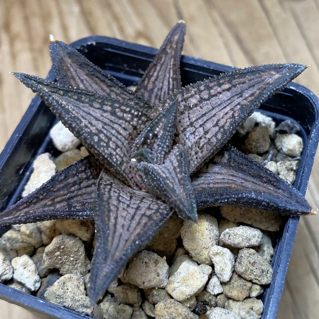 DP26645 Haworthia