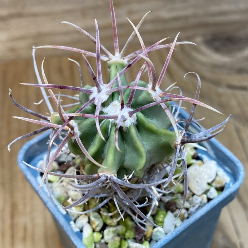 DP26601 Echinocactus parryi, grafted