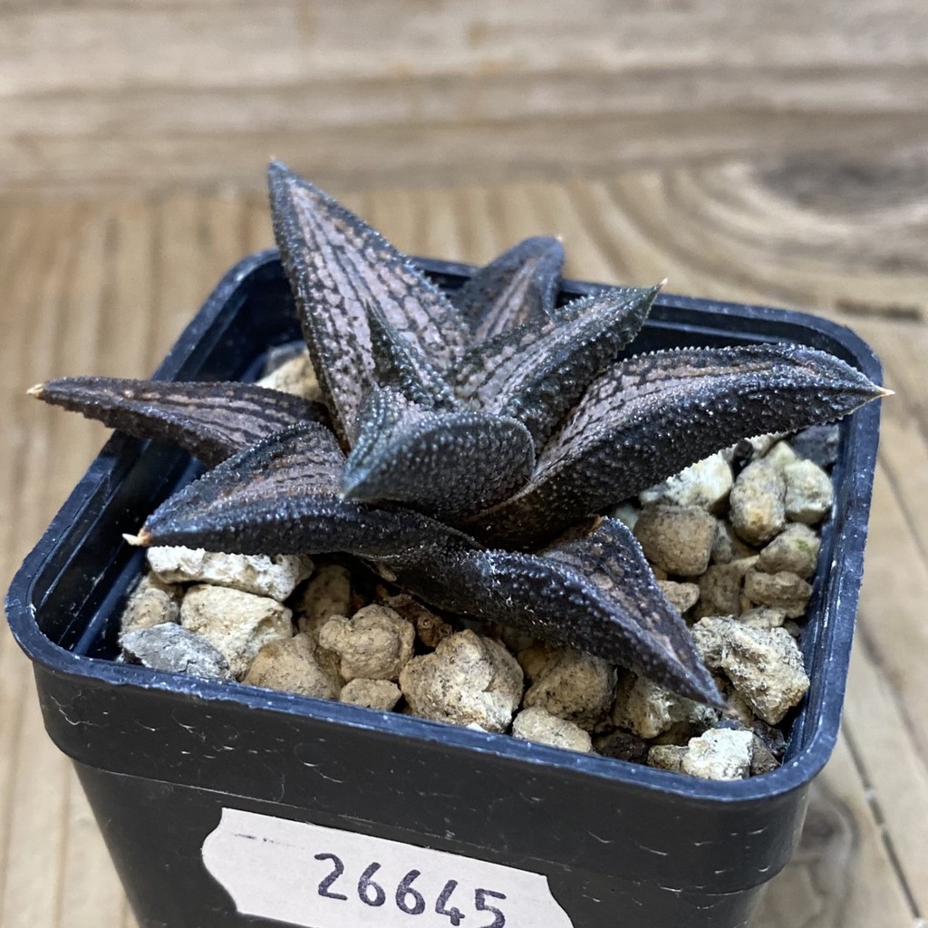DP26645 Haworthia - Imagen 2