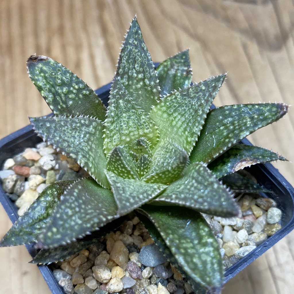 DP26646 Haworthia