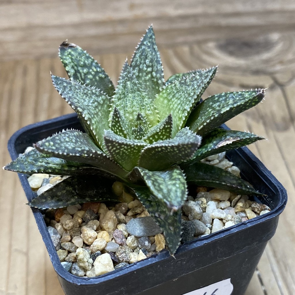 DP26646 Haworthia - Imagen 2