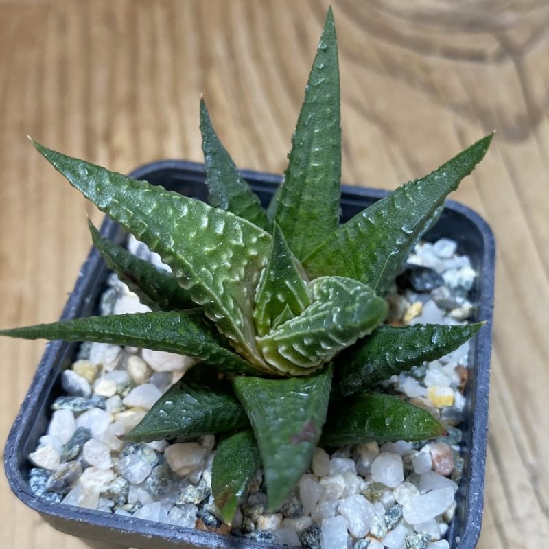 DP26647 Haworthia