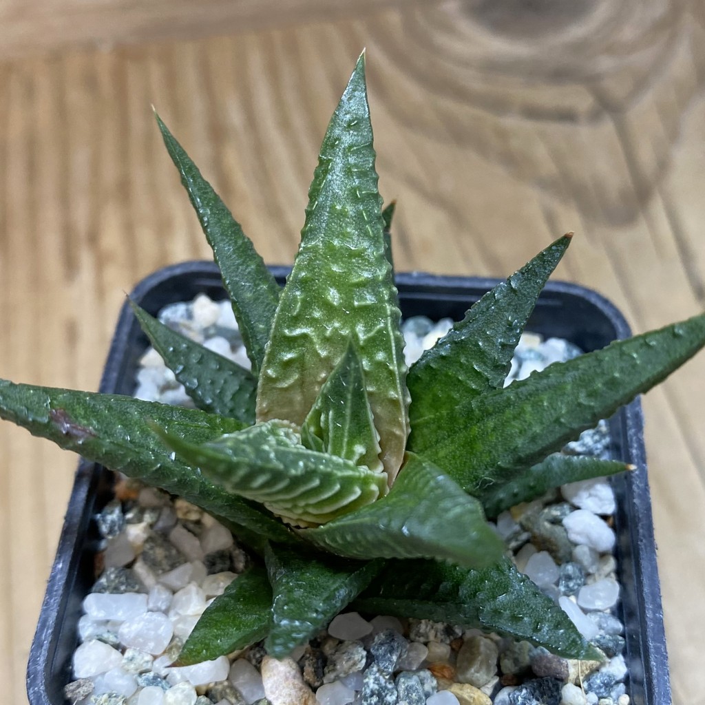 DP26647 Haworthia - Imagen 2
