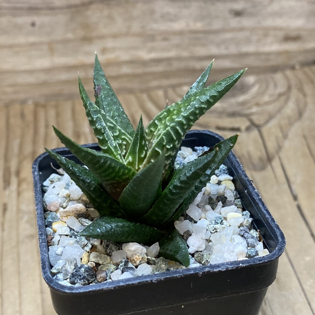 DP26647 Haworthia - Imagen 3