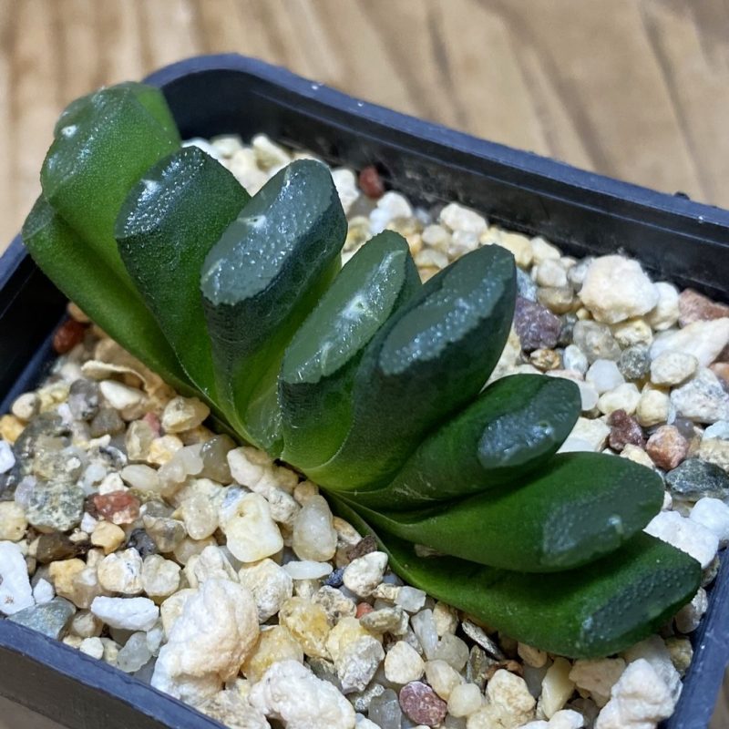 DP26649 Haworthia