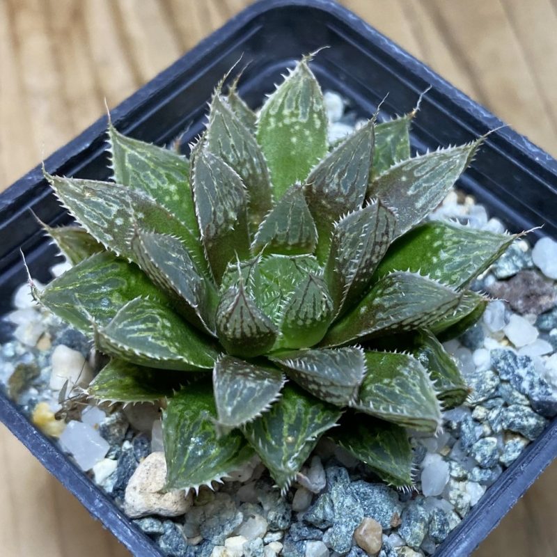 DP26650 Haworthia