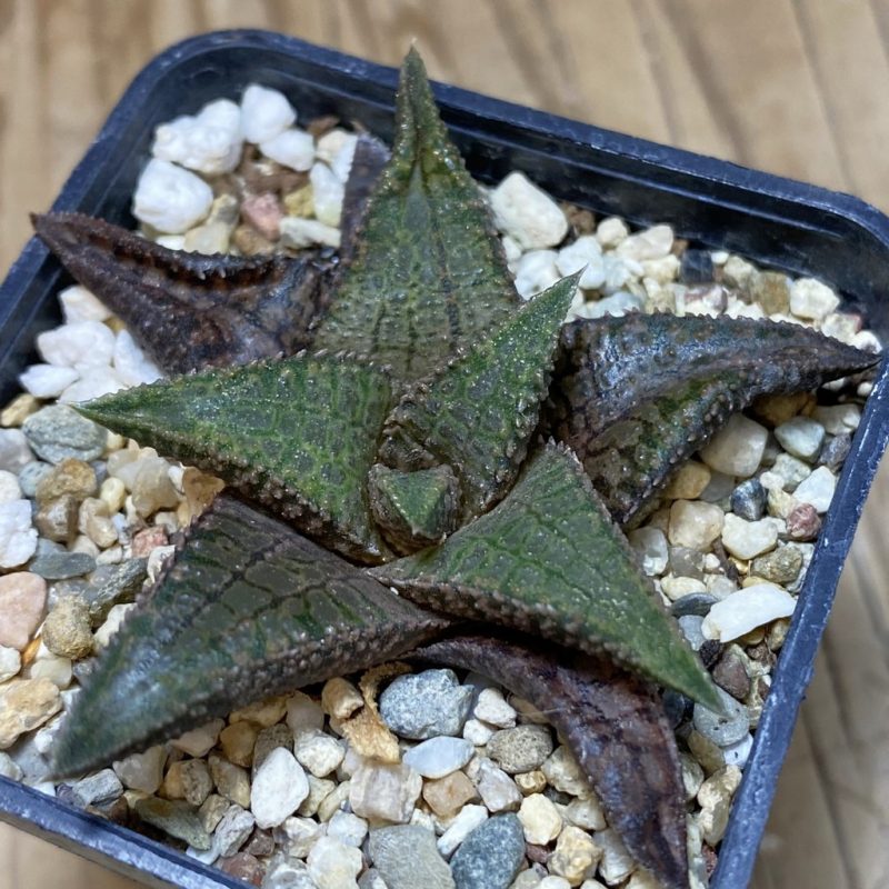 DP26652 Haworthia