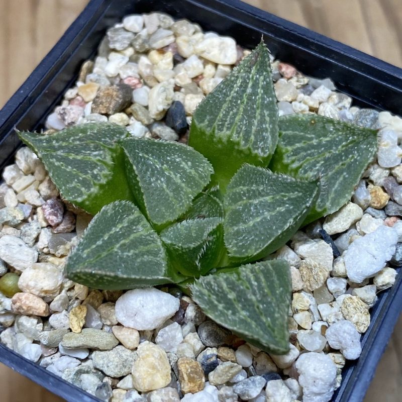 DP26654 Haworthia