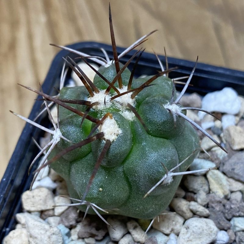 DP26602 Copiapoa coquimbana v. baderi GCG 15014