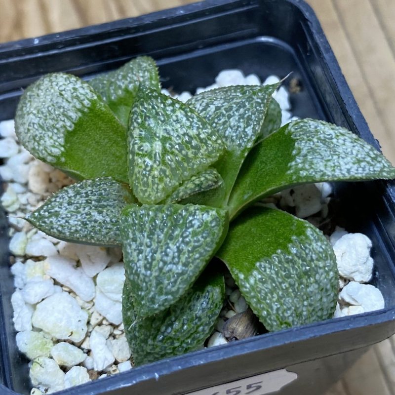 DP26655 Haworthia