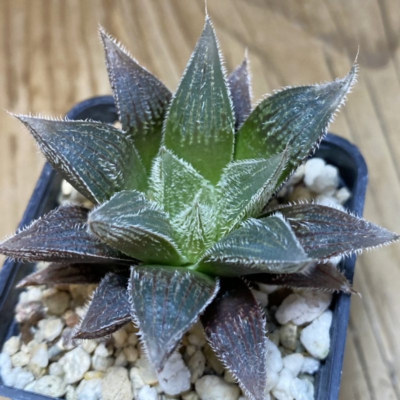 DP26656 Haworthia