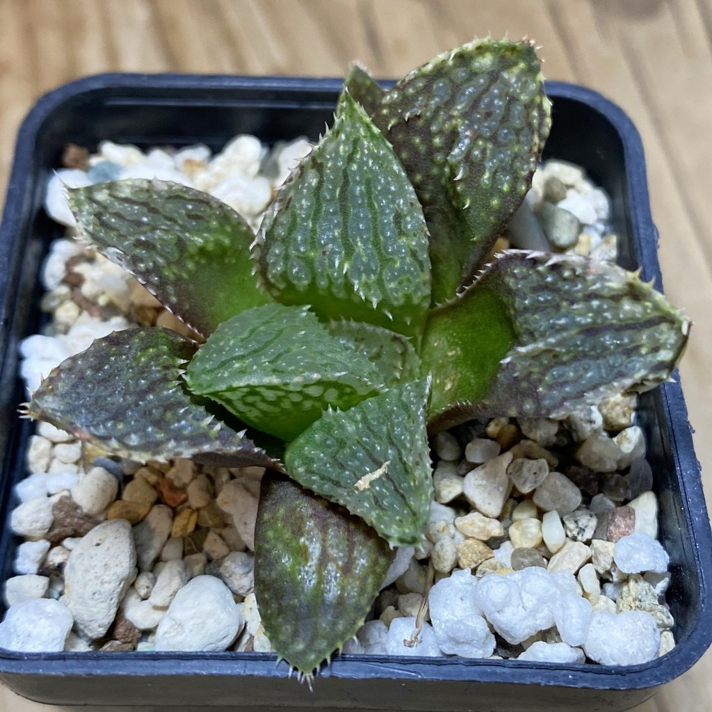 DP26657 Haworthia
