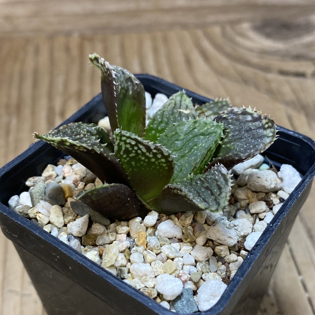 DP26657 Haworthia - Imagen 2