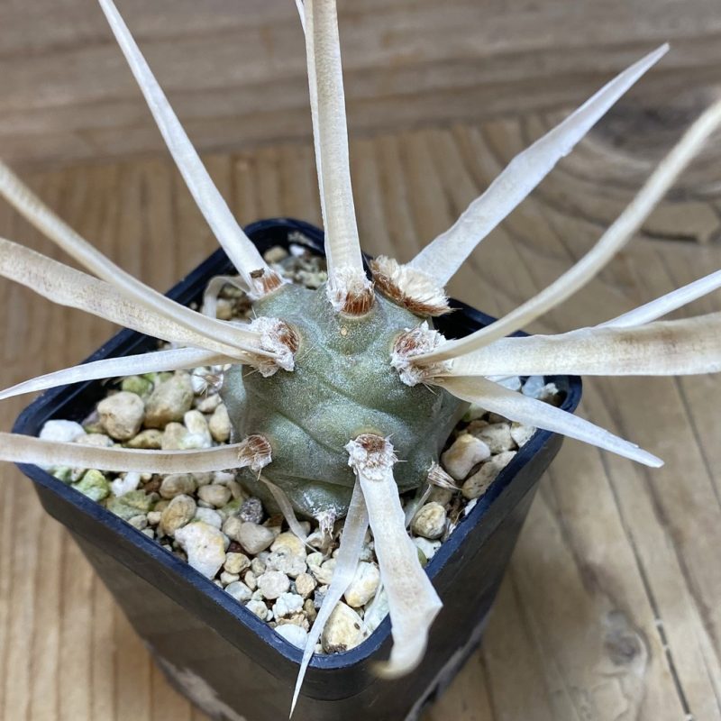 DP26596 Tephrocactus articulatus v. papyracanthus