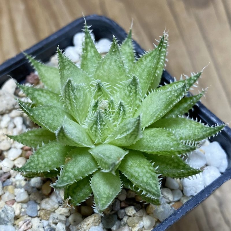 DP26659 Haworthia