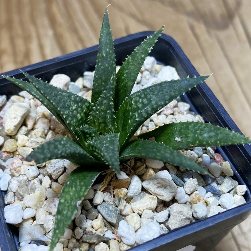 DP26661 Haworthia