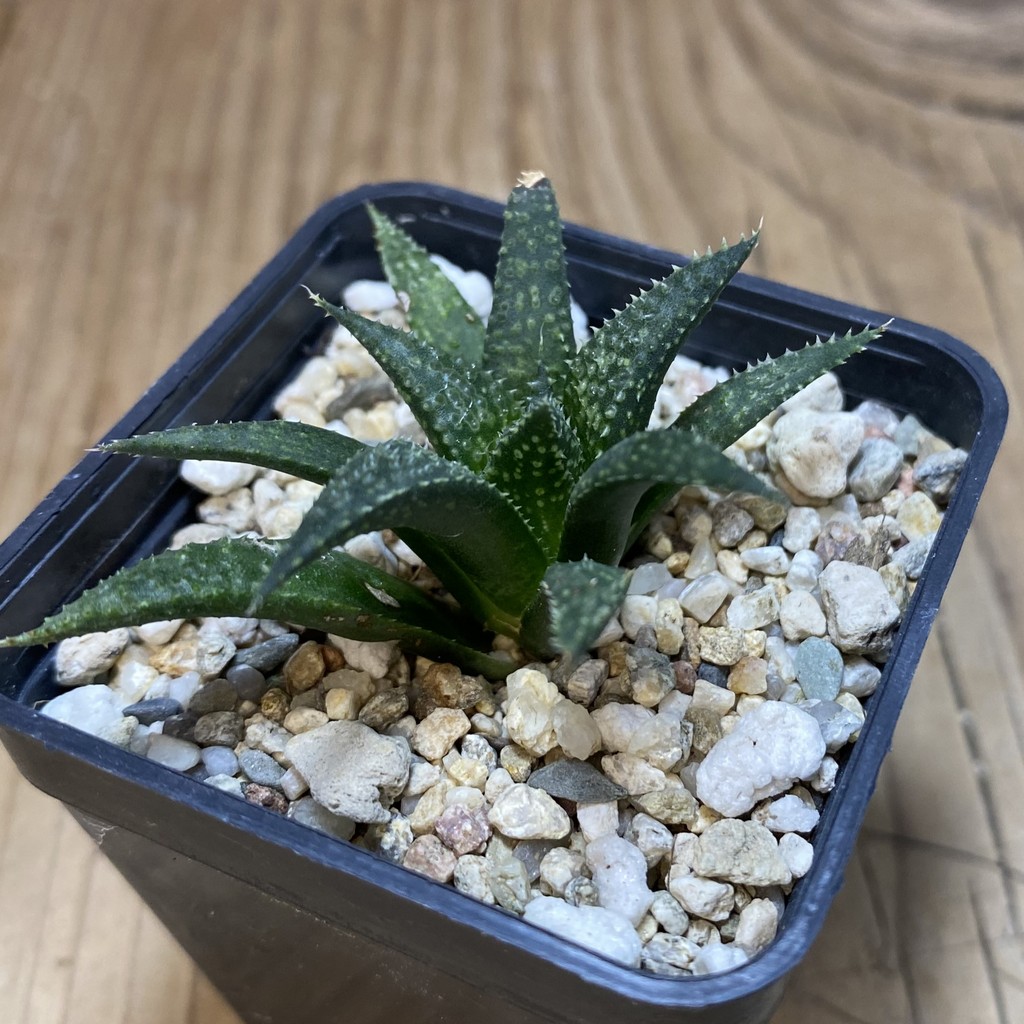 DP26661 Haworthia – Bild 2