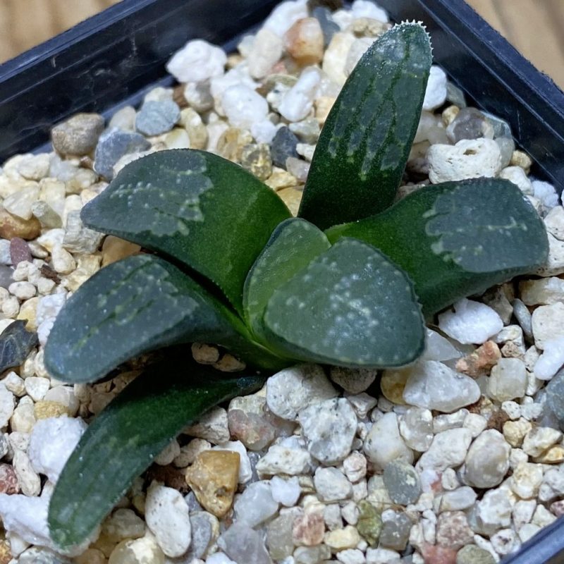 DP26663 Haworthia