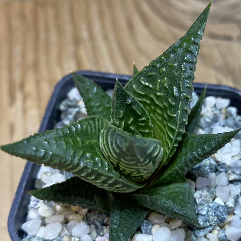 DP26664 Haworthia