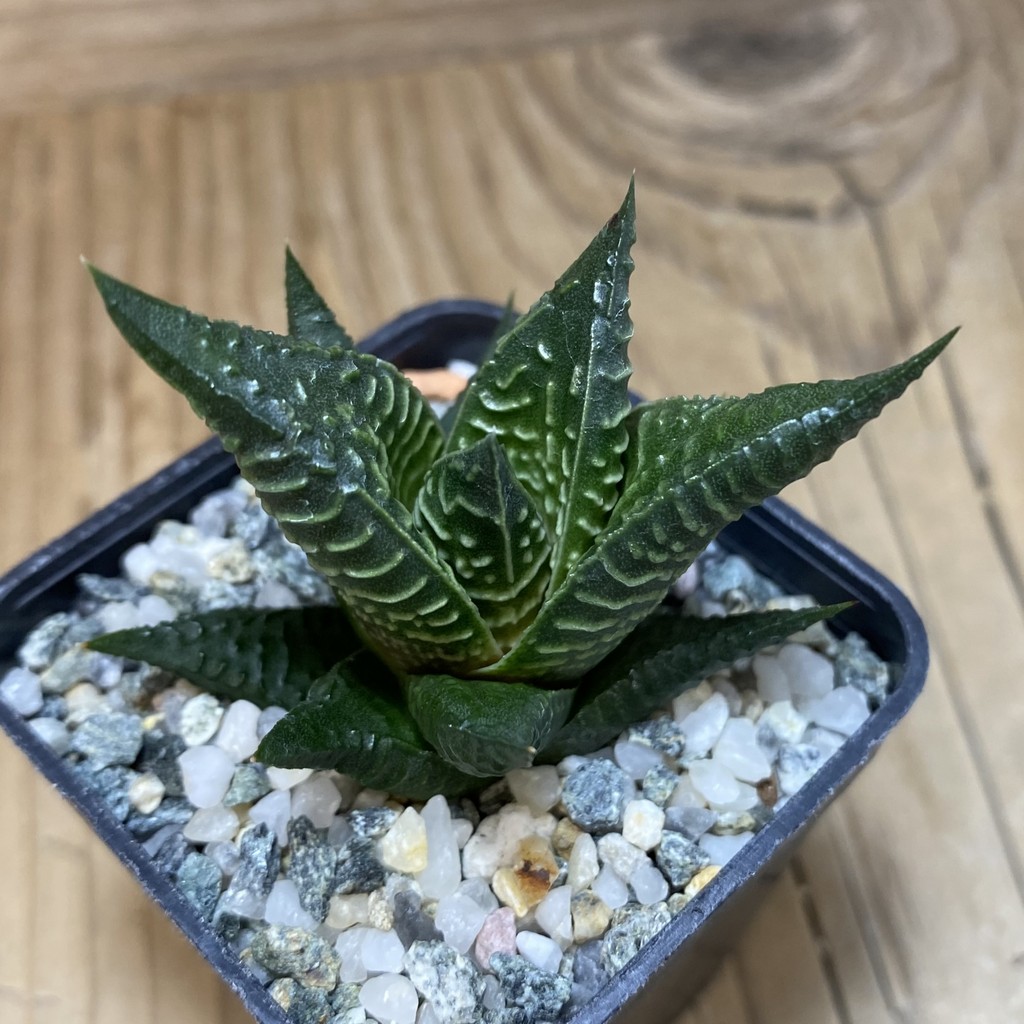 DP26664 Haworthia - Imagen 2