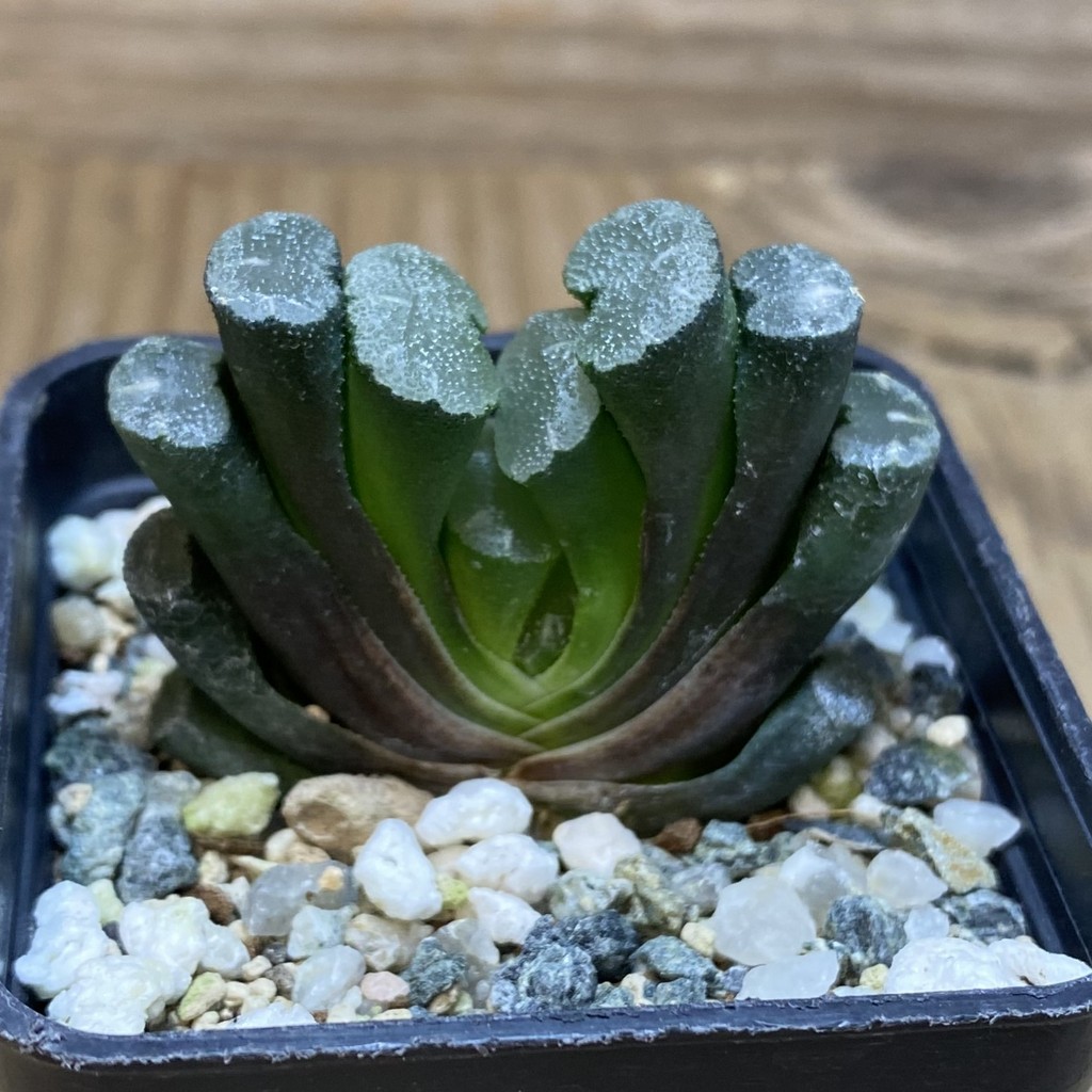 DP26666 Haworthia – Bild 2