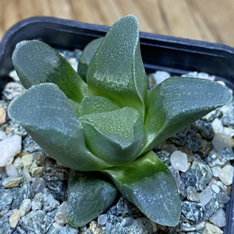 DP26667 Haworthia
