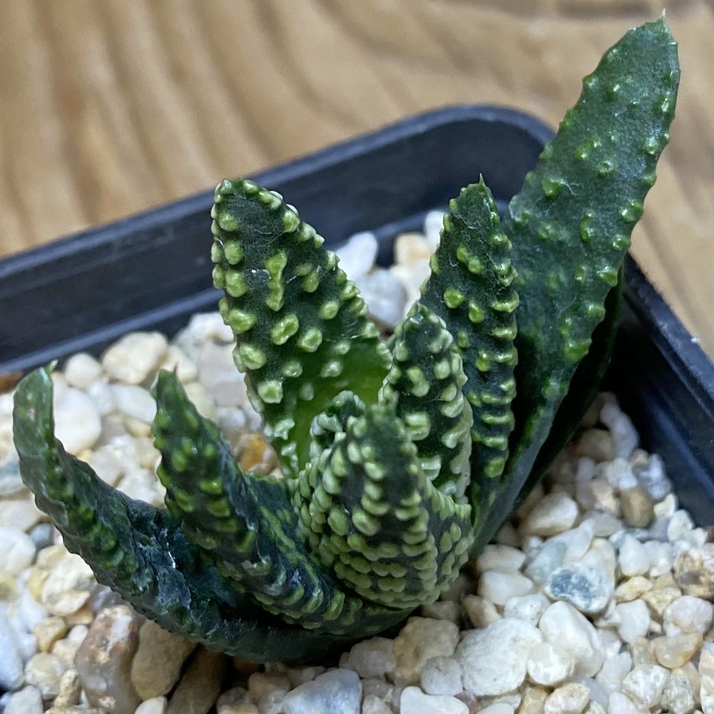 DP26668 Haworthia