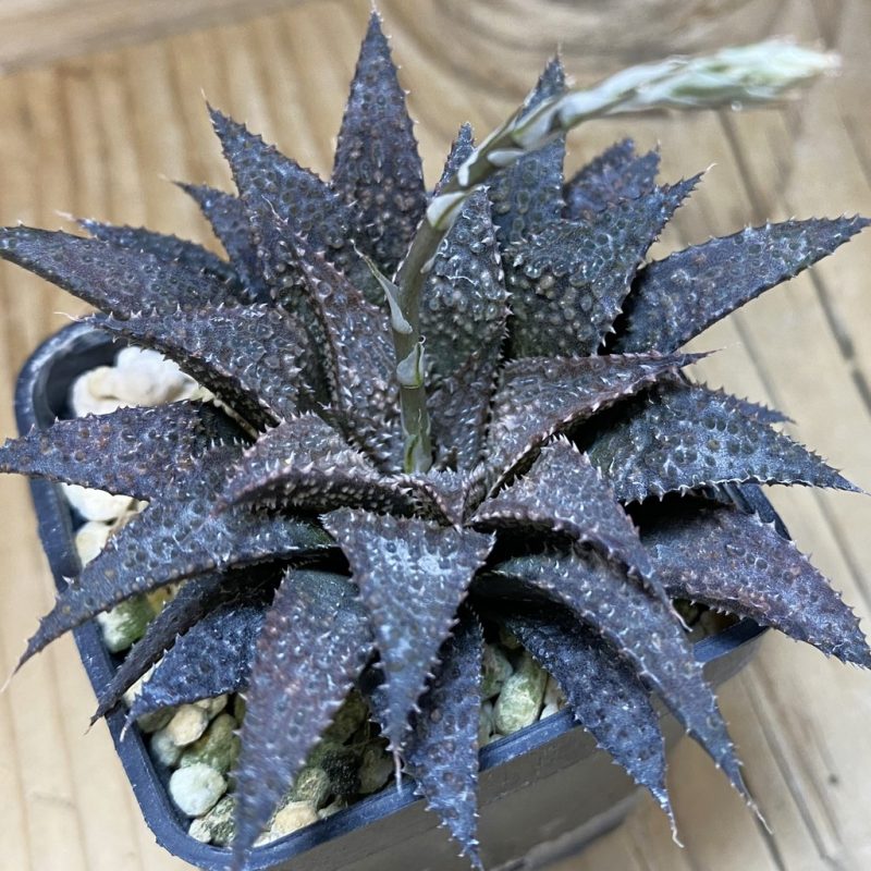 DP26670 Haworthia