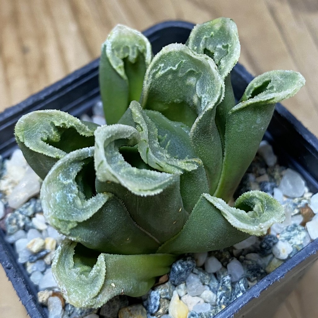 DP26671 Haworthia