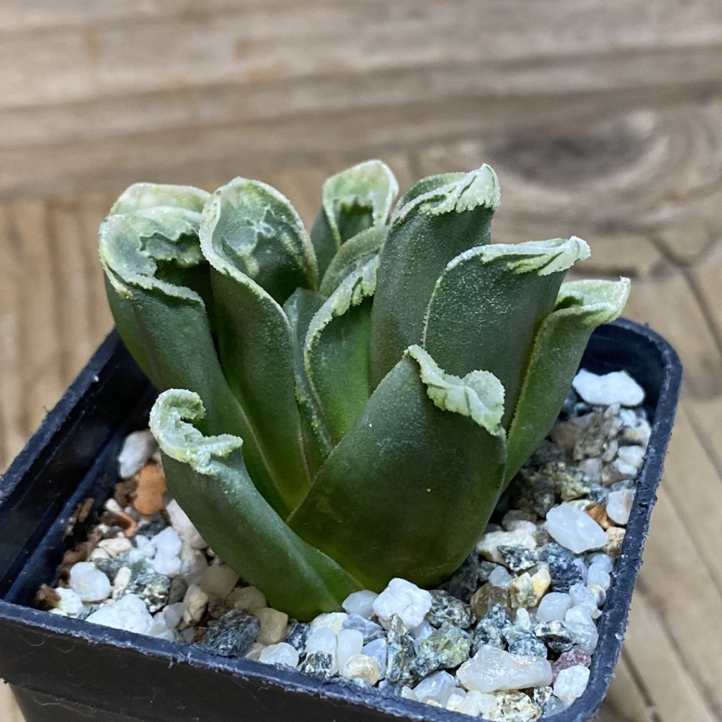 DP26671 Haworthia - Image 2