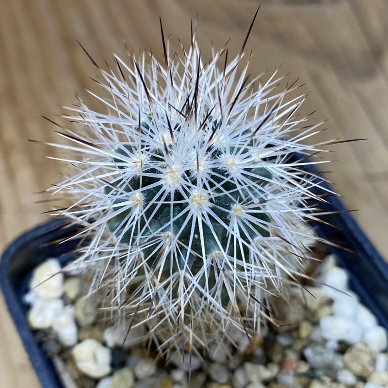 DP26604 Gymnocactus beguinii VZD 186