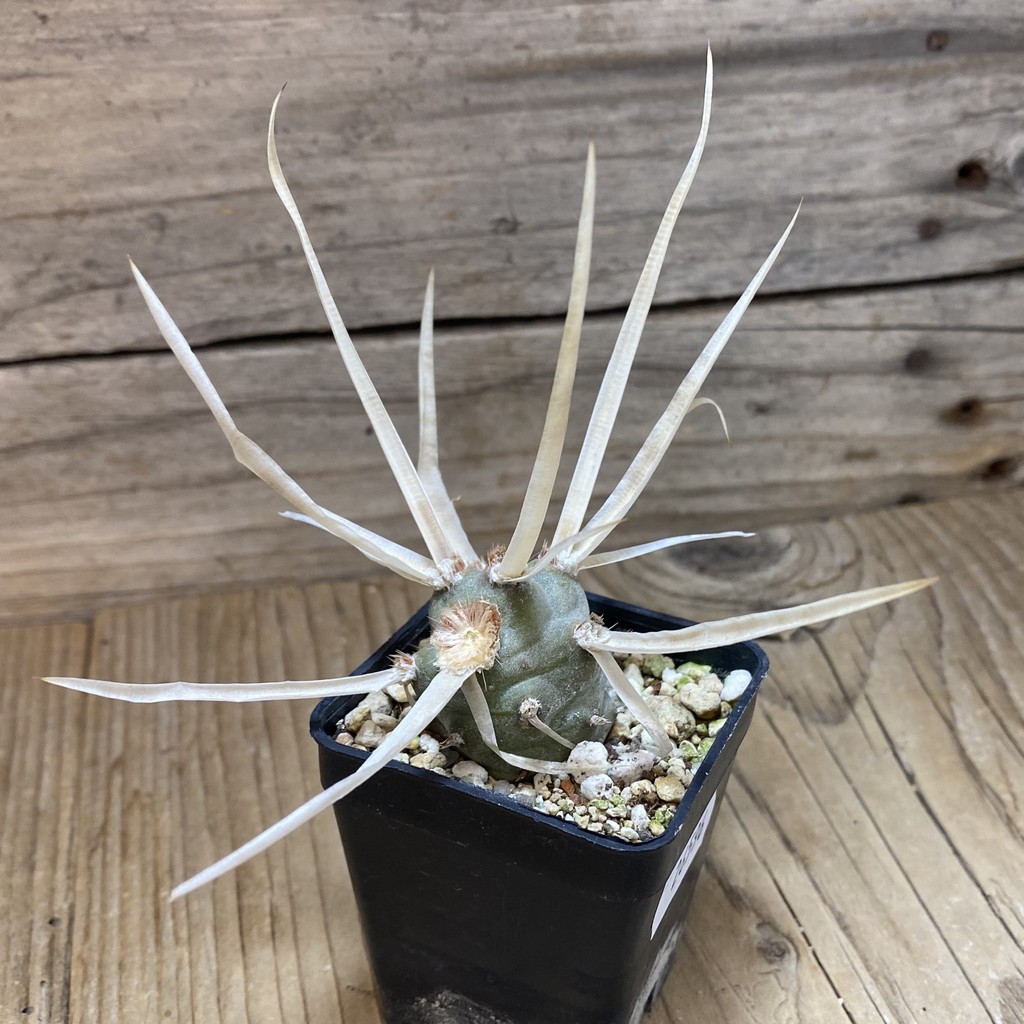 DP26596 Tephrocactus articulatus v. papyracanthus - Зображення 2