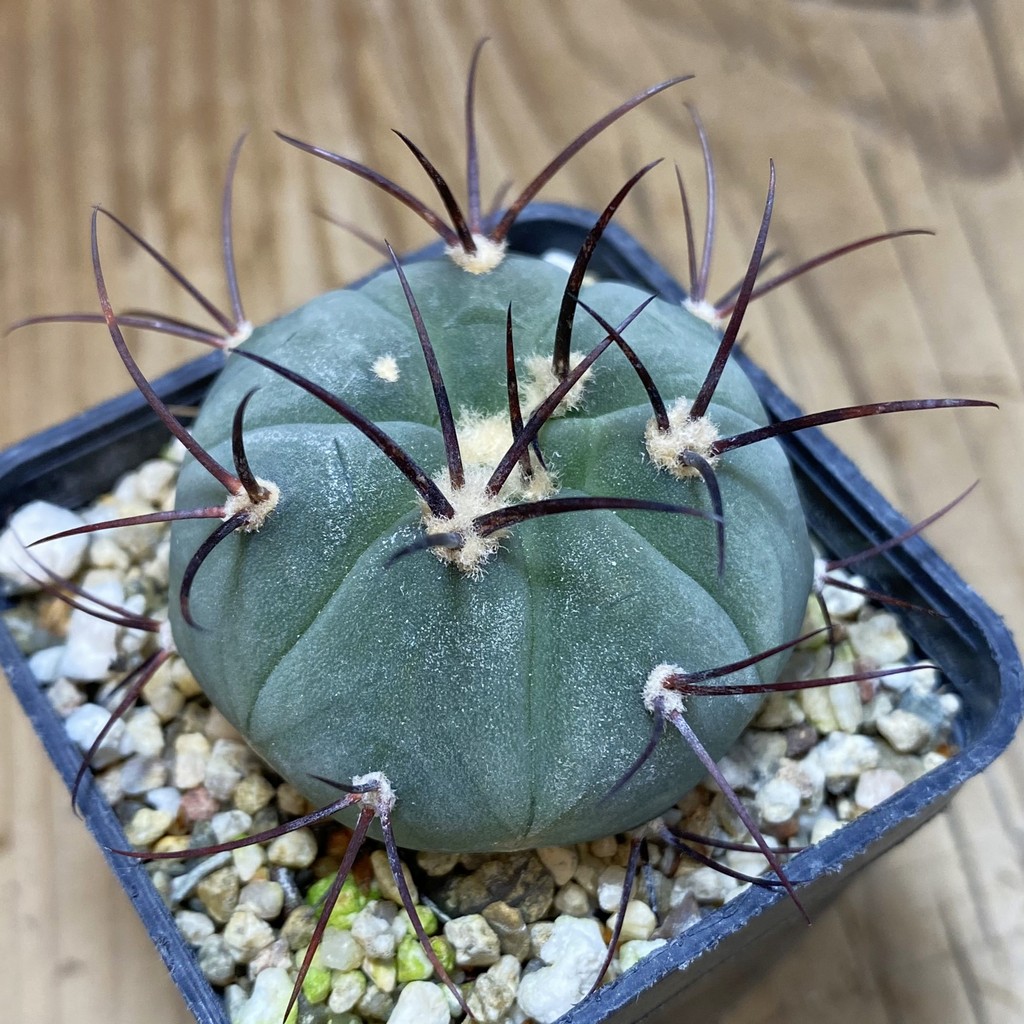 DP26606 Gymnocalycium cabreraense VOS 2122
