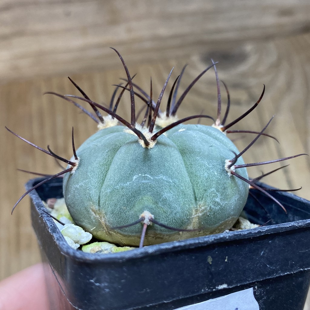 DP26606 Gymnocalycium cabreraense VOS 2122 - Image 2