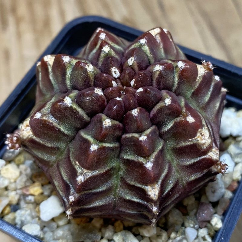 DP26607 Gymnocalycium mihanovichii 'Nana'