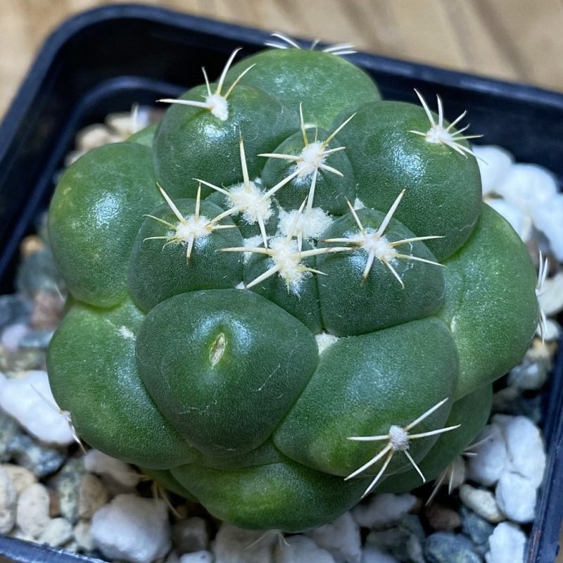 DP26609 Coryphantha elephantidens ‘inermis’