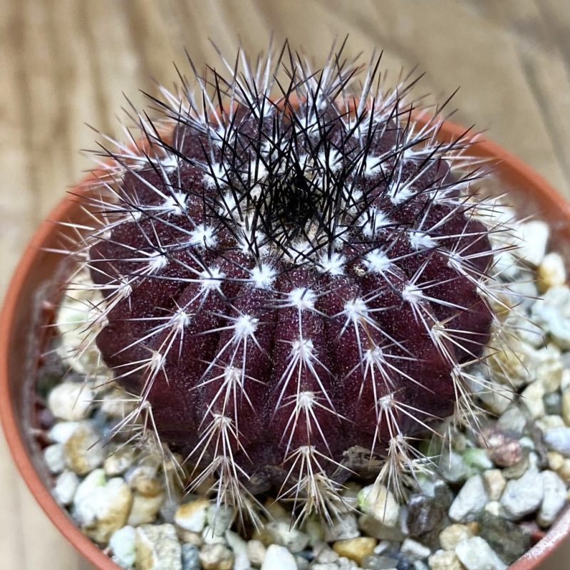 DP26610 Uebelmannia pectinifera