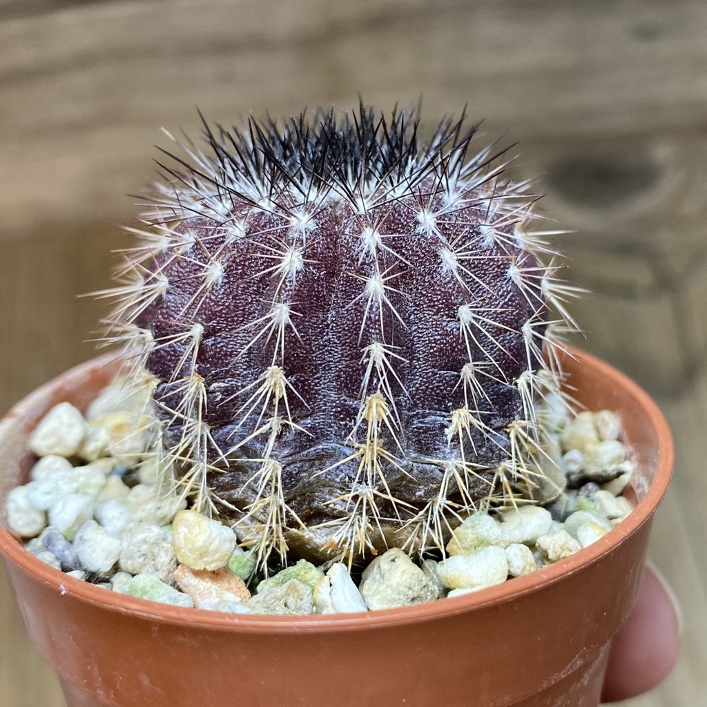 DP26610 Uebelmannia pectinifera - Imagen 2