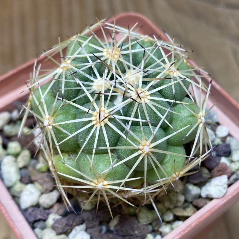 DP26597 Coryphantha sp.