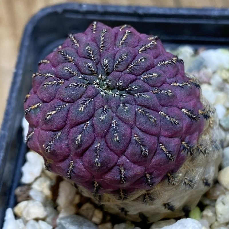 DP26612 Sulcorebutia rauschii