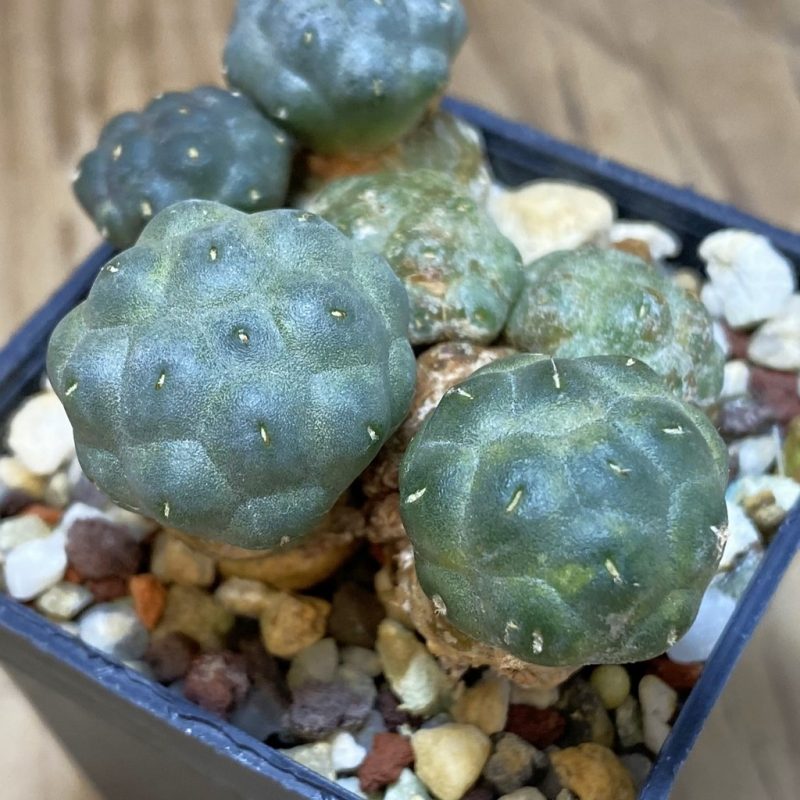 DP26614 Puna bonnieae f. inermis, grafted