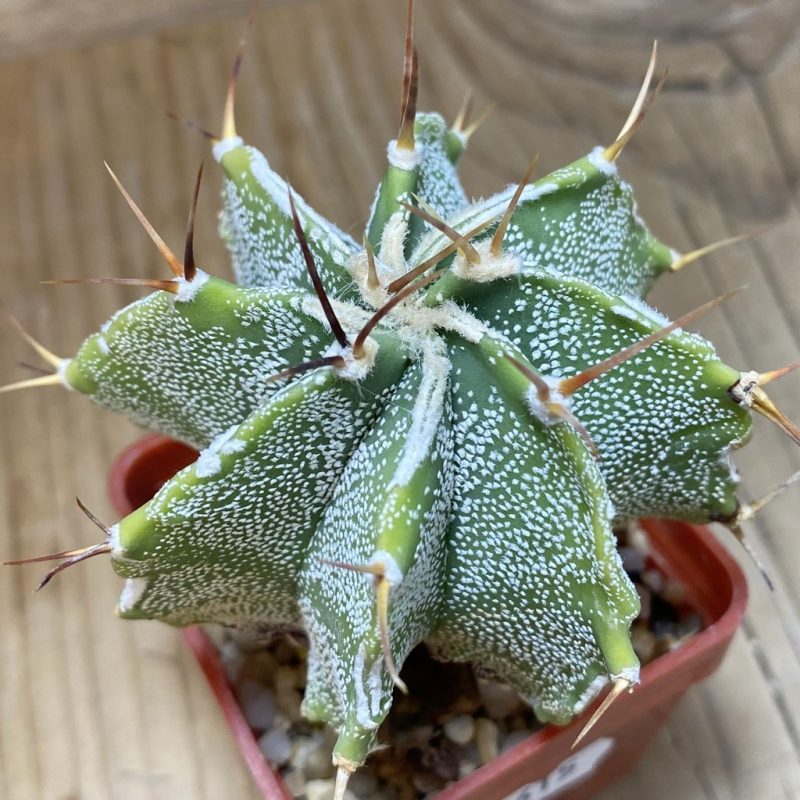 DP26615 Astrophytum ornatum hybrid