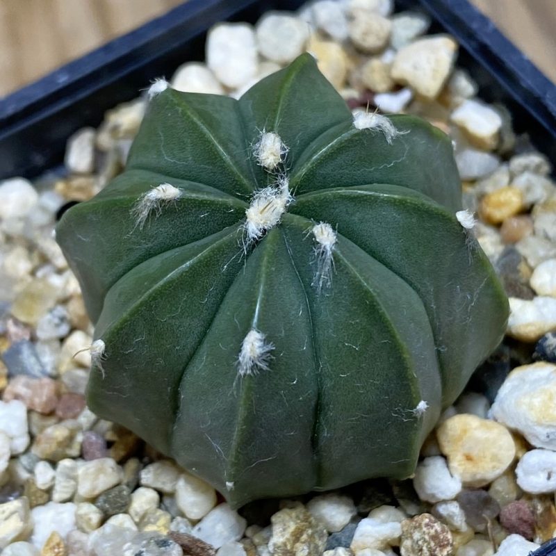 DP26616 Astrophytum asterias hybrid