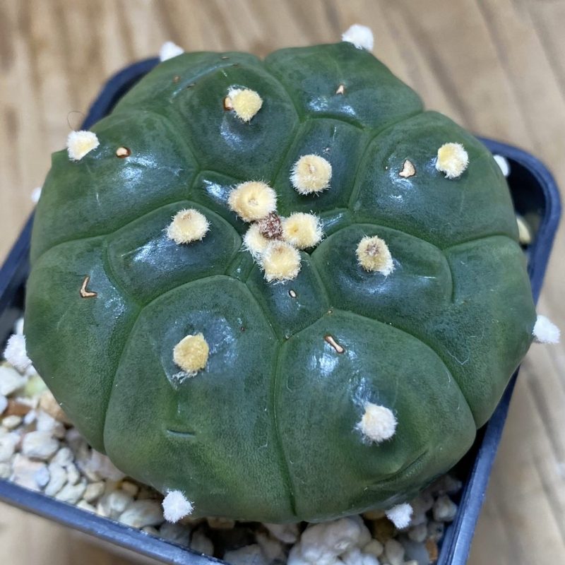 DP26618 Astrophytum asterias ‘Kikko’