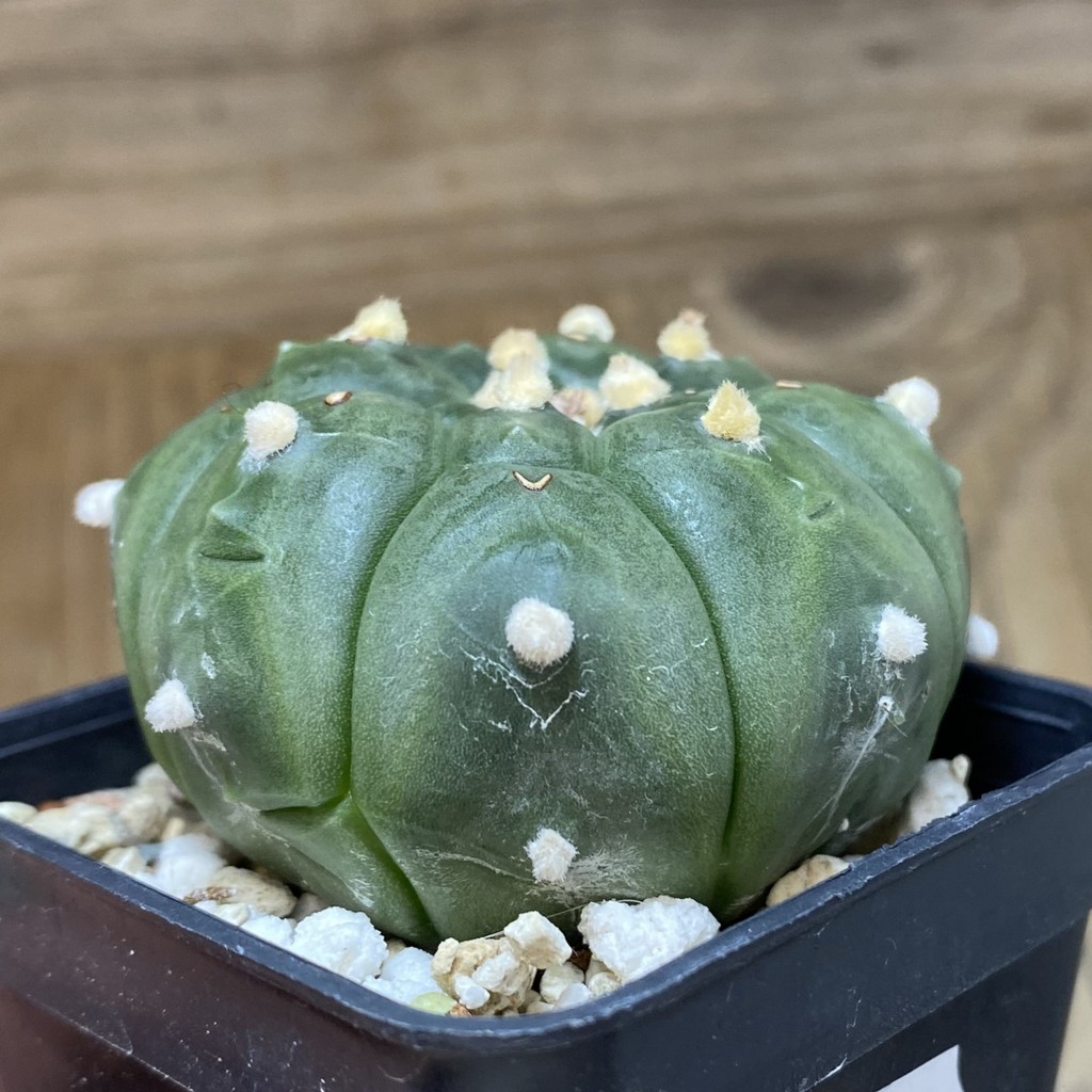 DP26618 Astrophytum asterias ‘Kikko’ - Image 2