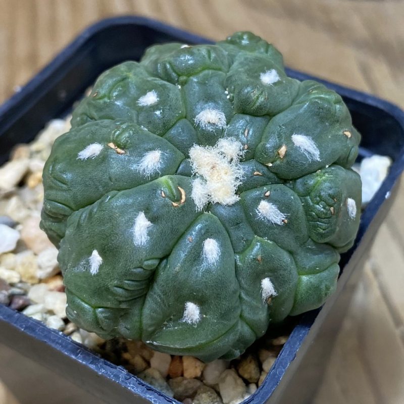 DP26619 Astrophytum asterias ‘Kikko Lizard Skin’