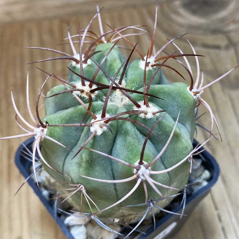 DP26598 Denmoza rhodacantha