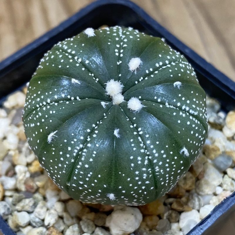 DP26620 Astrophytum asterias